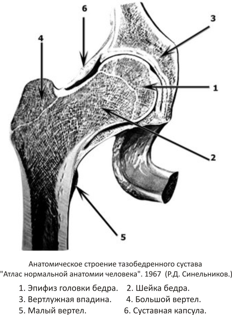 Anatomicheskoe stroenie tazobedrennogo sustava